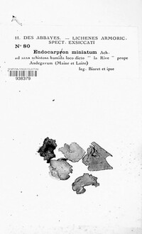 Dermatocarpon miniatum image